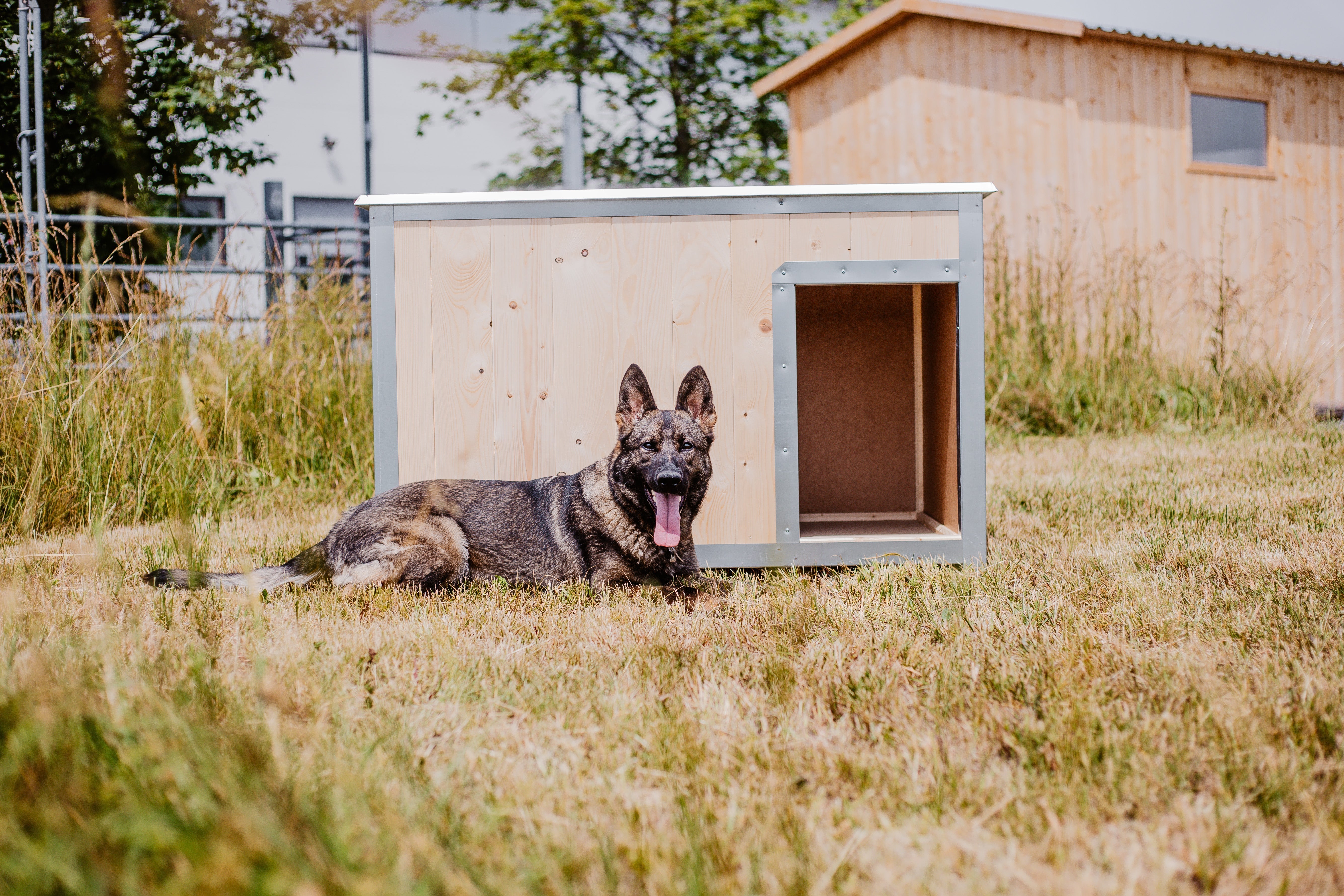 Nová legislativa: Zákaz trvalého uvazování psů – jak se na ni připravit?