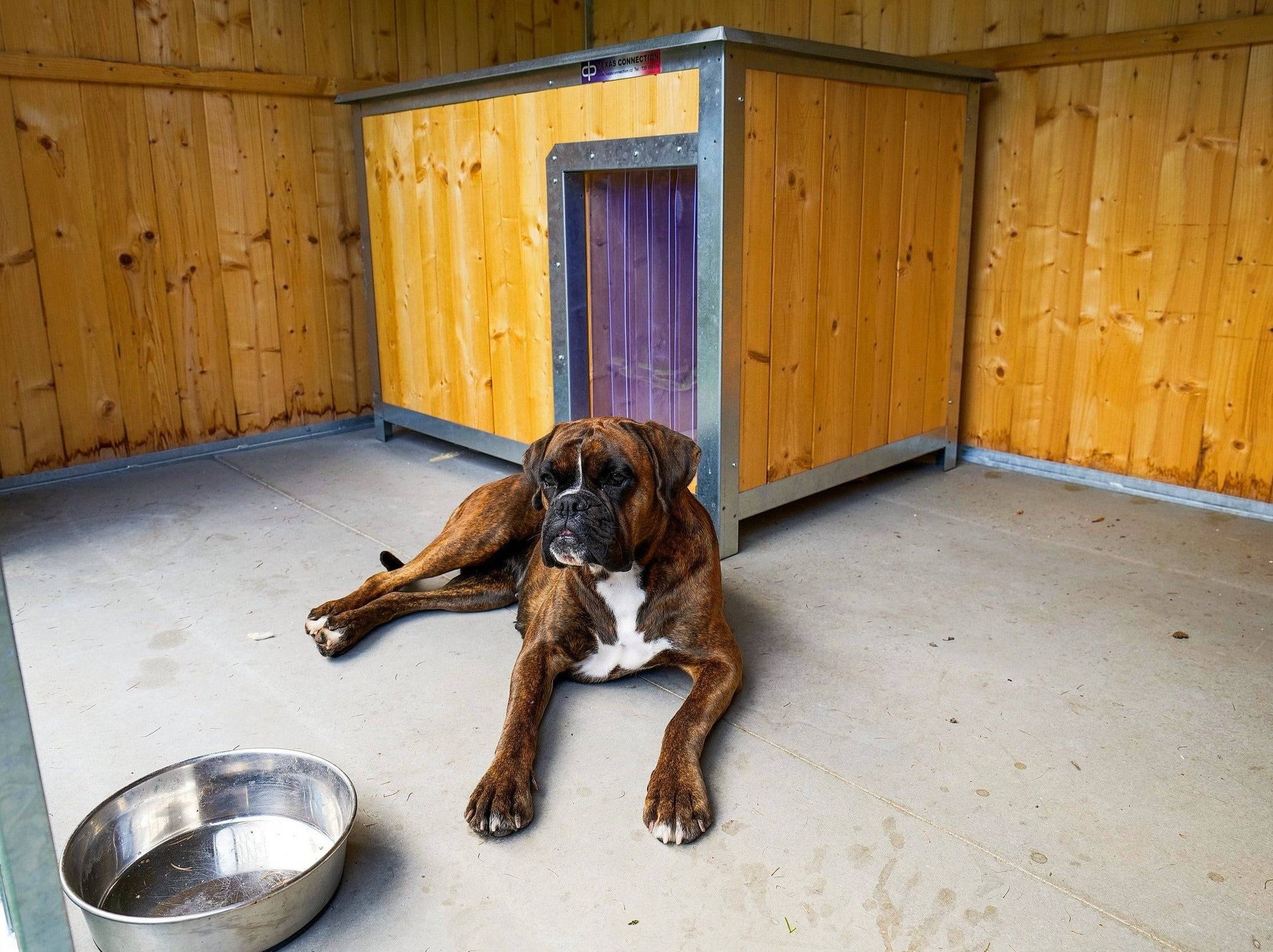 Jak seznámit svého psa s kotcem